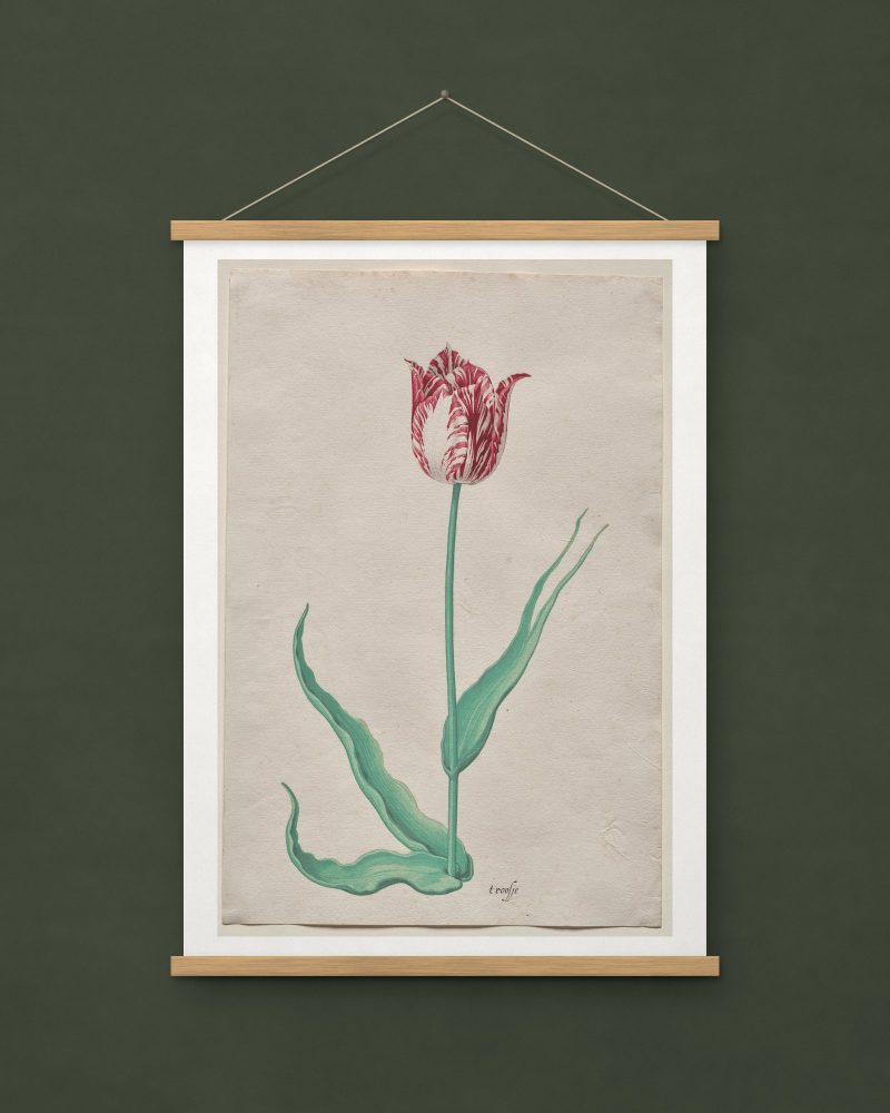 Study of a Tulip (’t Roosje)