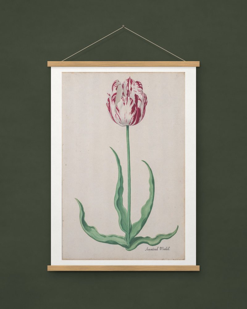 Study of a Tulip (Ammirael Winckel)