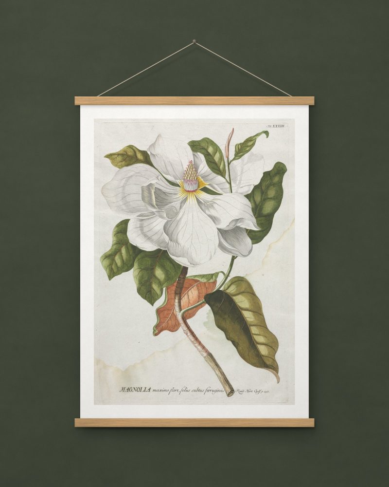 Magnolia, from Plantae Selectae