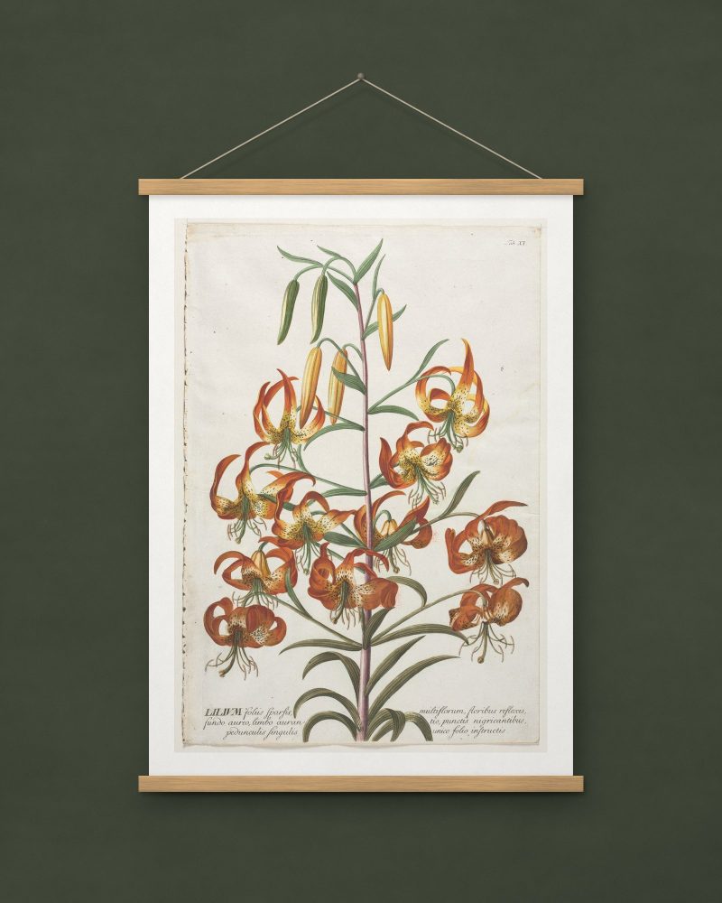 Lily, from Plantae Selectae