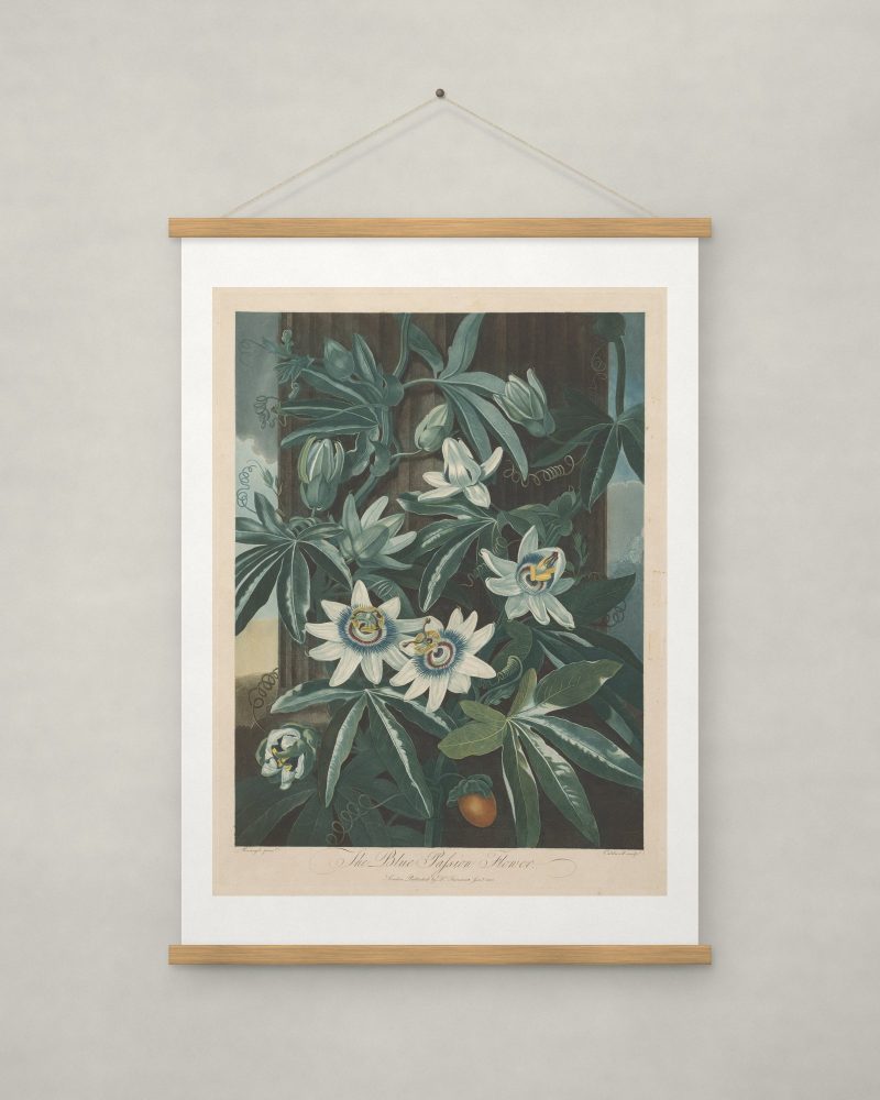 The Blue Passion-flower