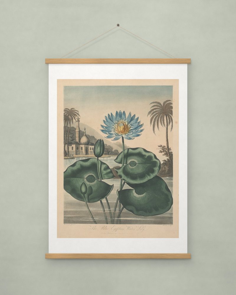 Blue Egyptian Water-lily