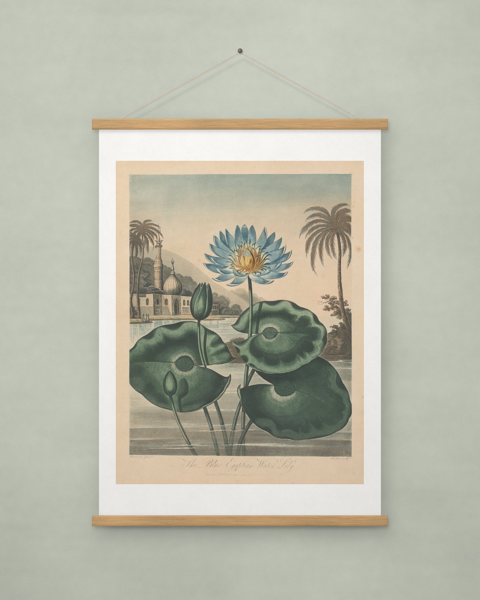 Blue Egyptian Water-lily