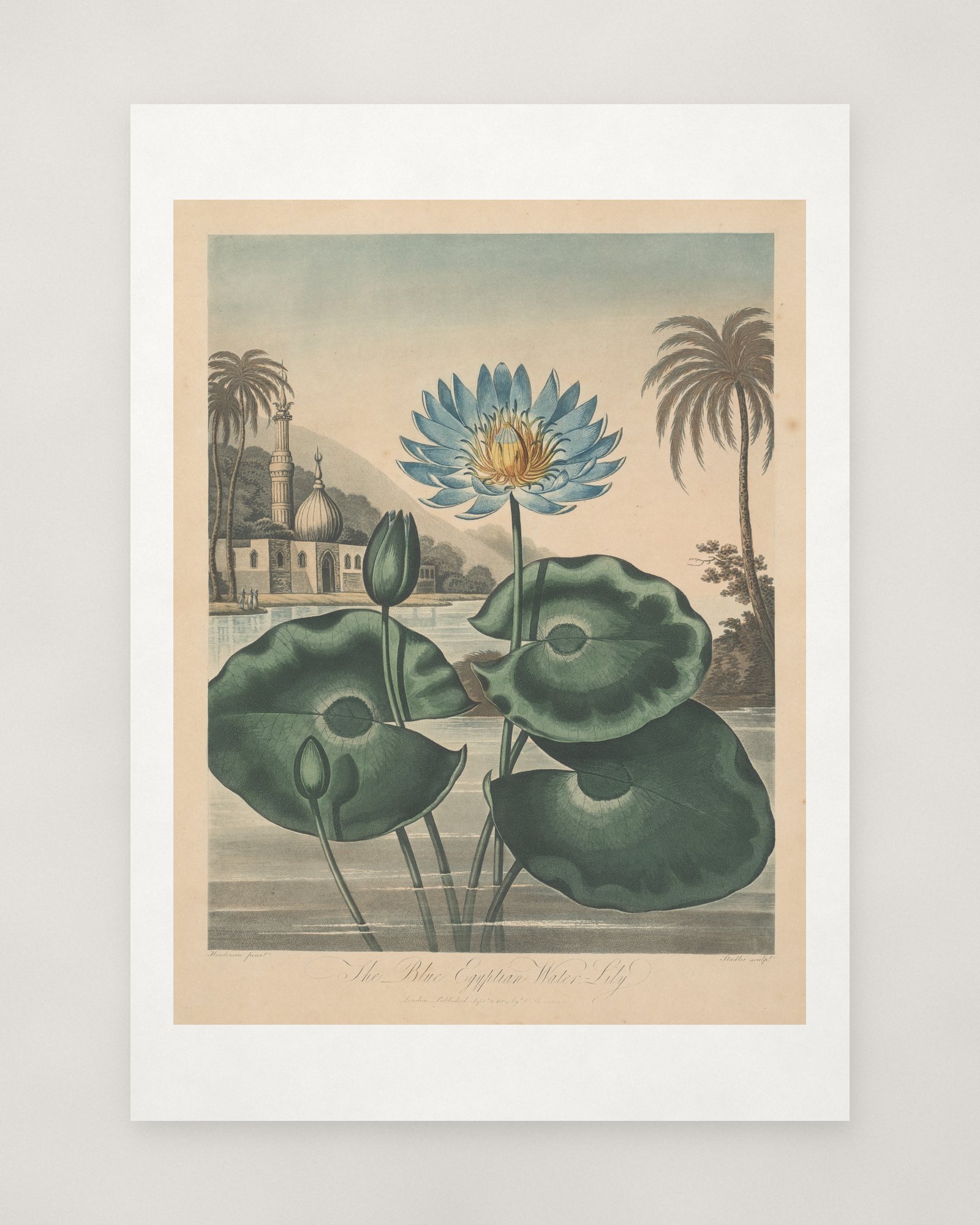 Blue Egyptian Water-lily — 2