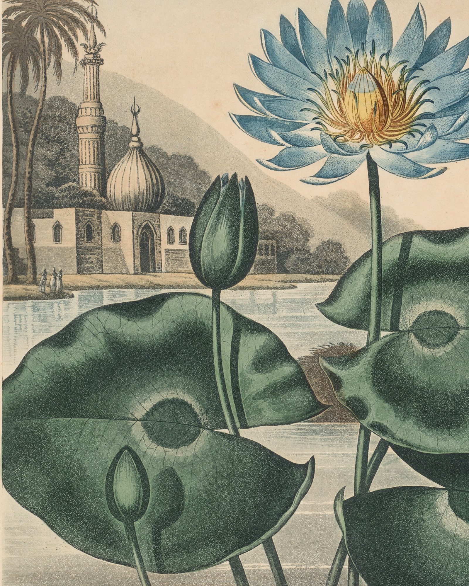 Blue Egyptian Water-lily — 3