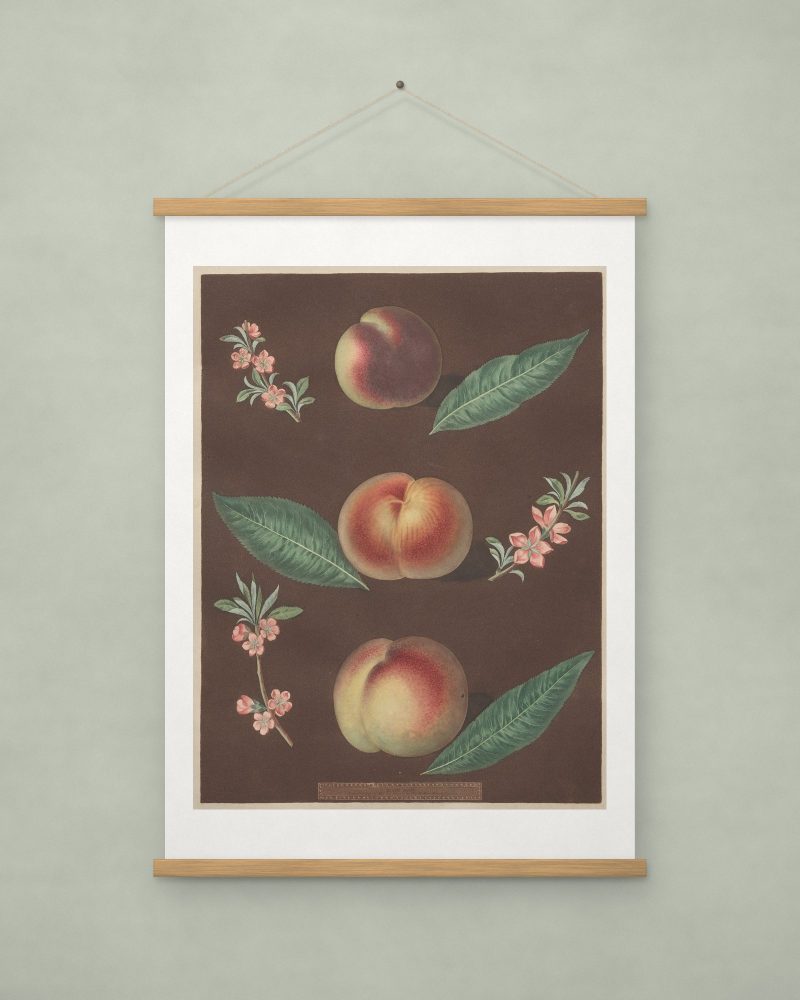 Peaches, from Pomona Britannica