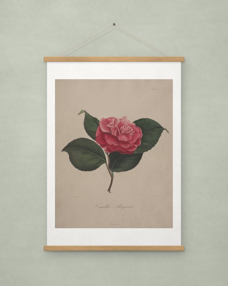 Camellia, from Iconographie du genre Camellia