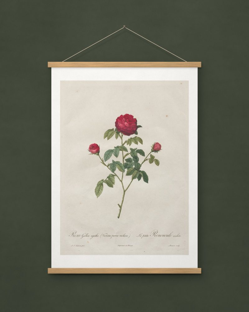 Provence or French Rose