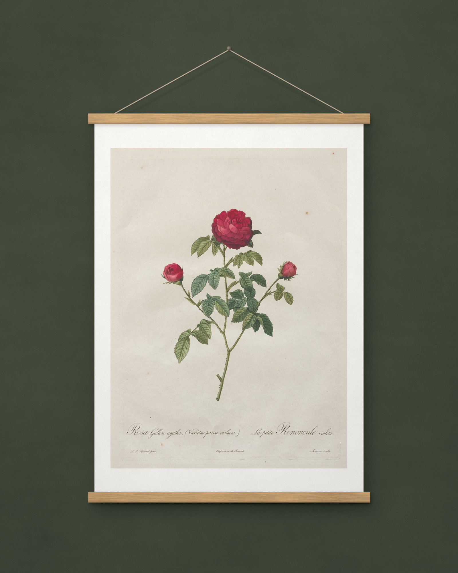 Provence or French Rose