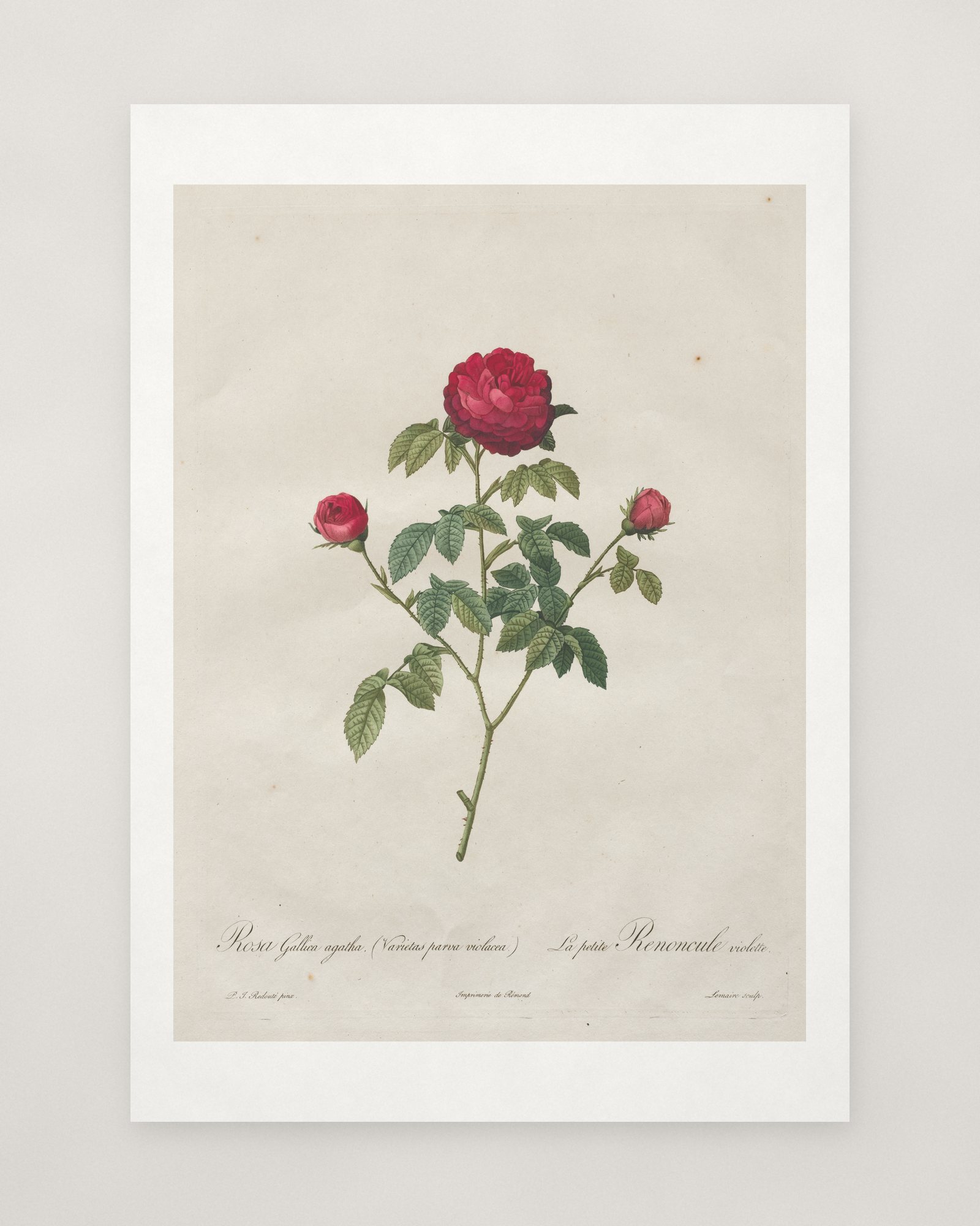 Provence or French Rose — 2