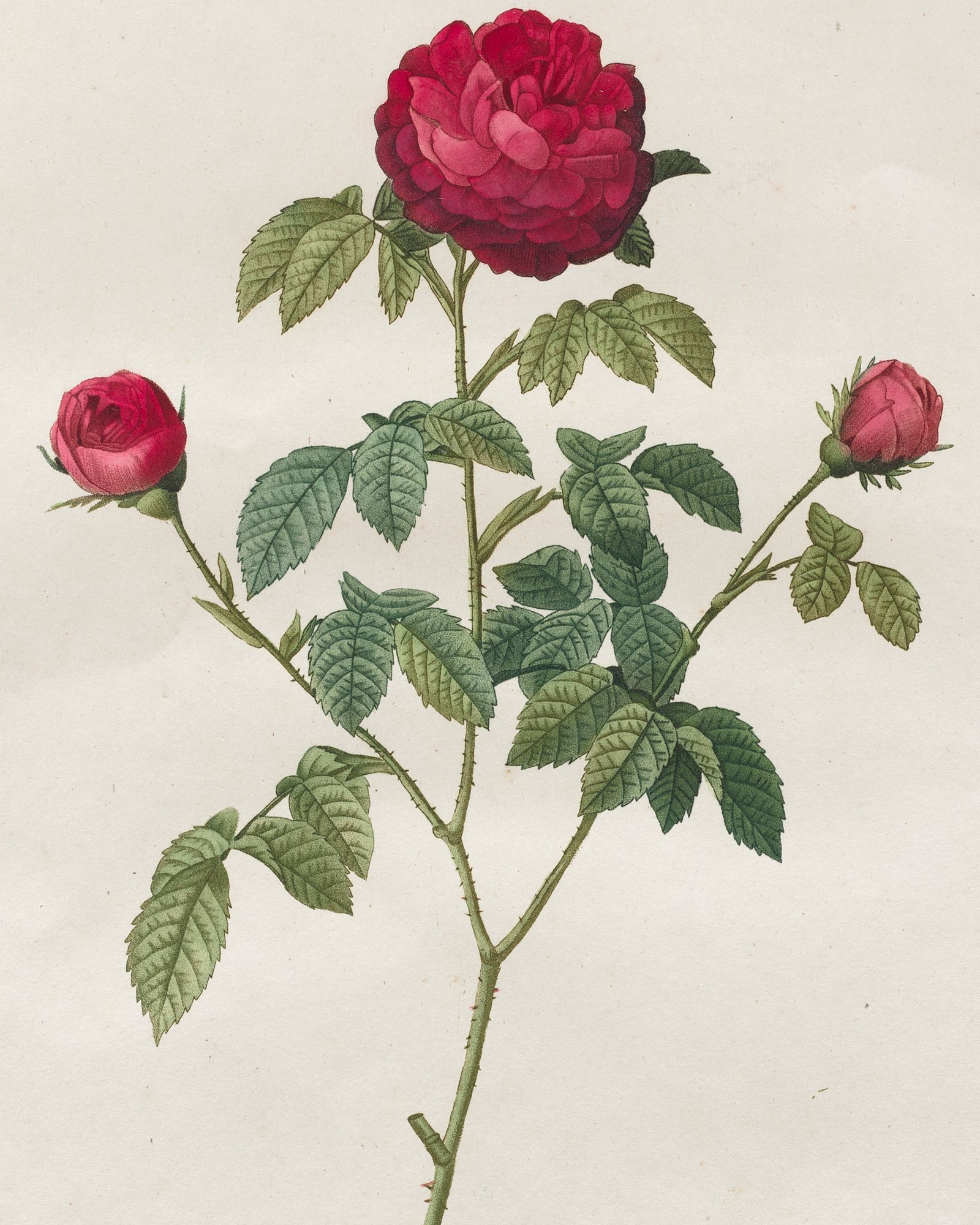 Provence or French Rose — 3