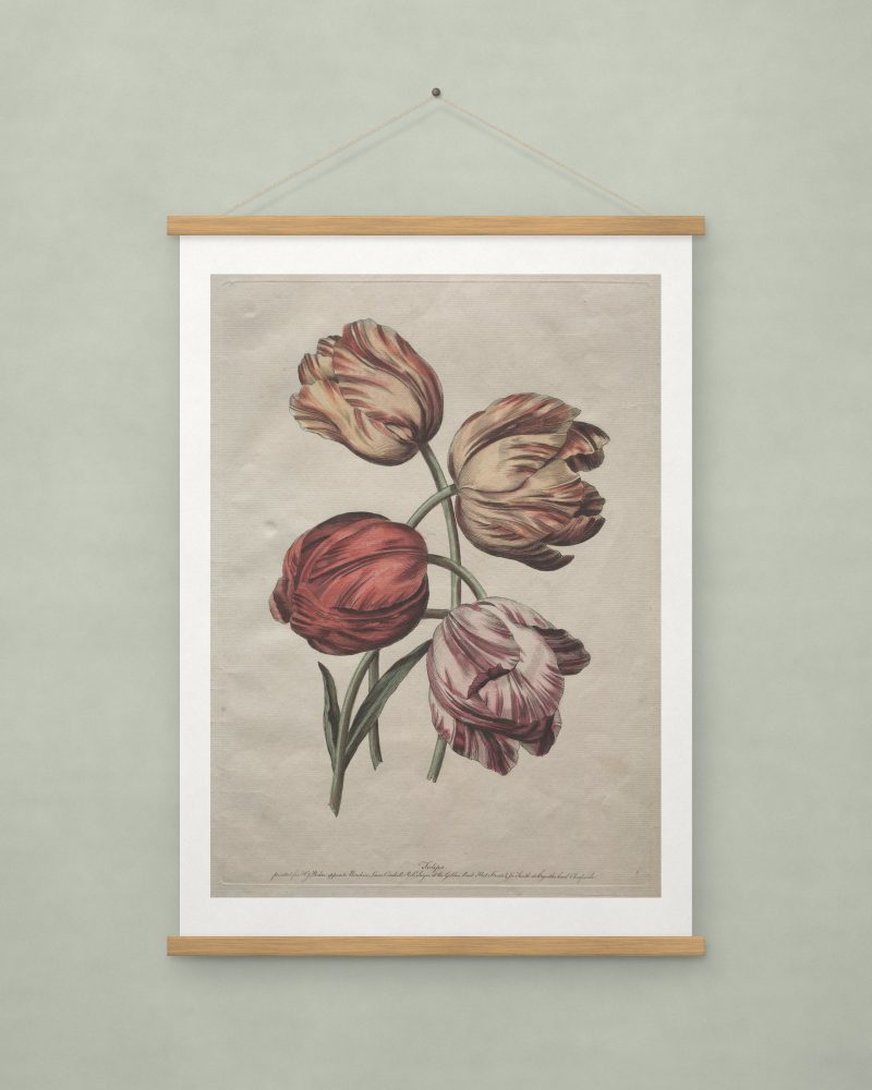 Tulips, after de la Cour