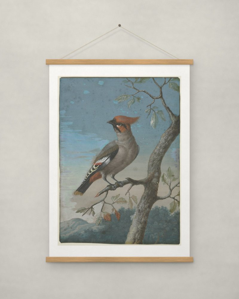 Bird Study: Bohemian Waxwing