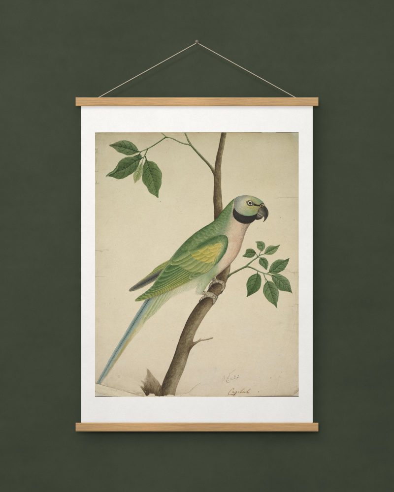 Green Parrot