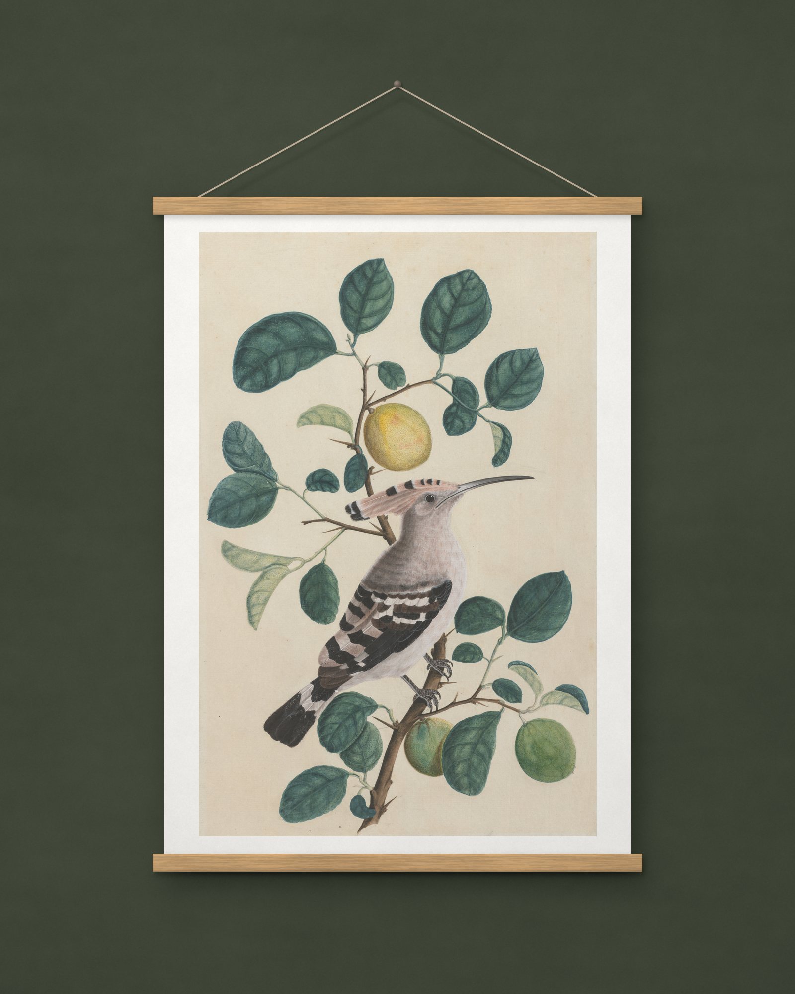 Hoopoe on a Citrus Tree Branch