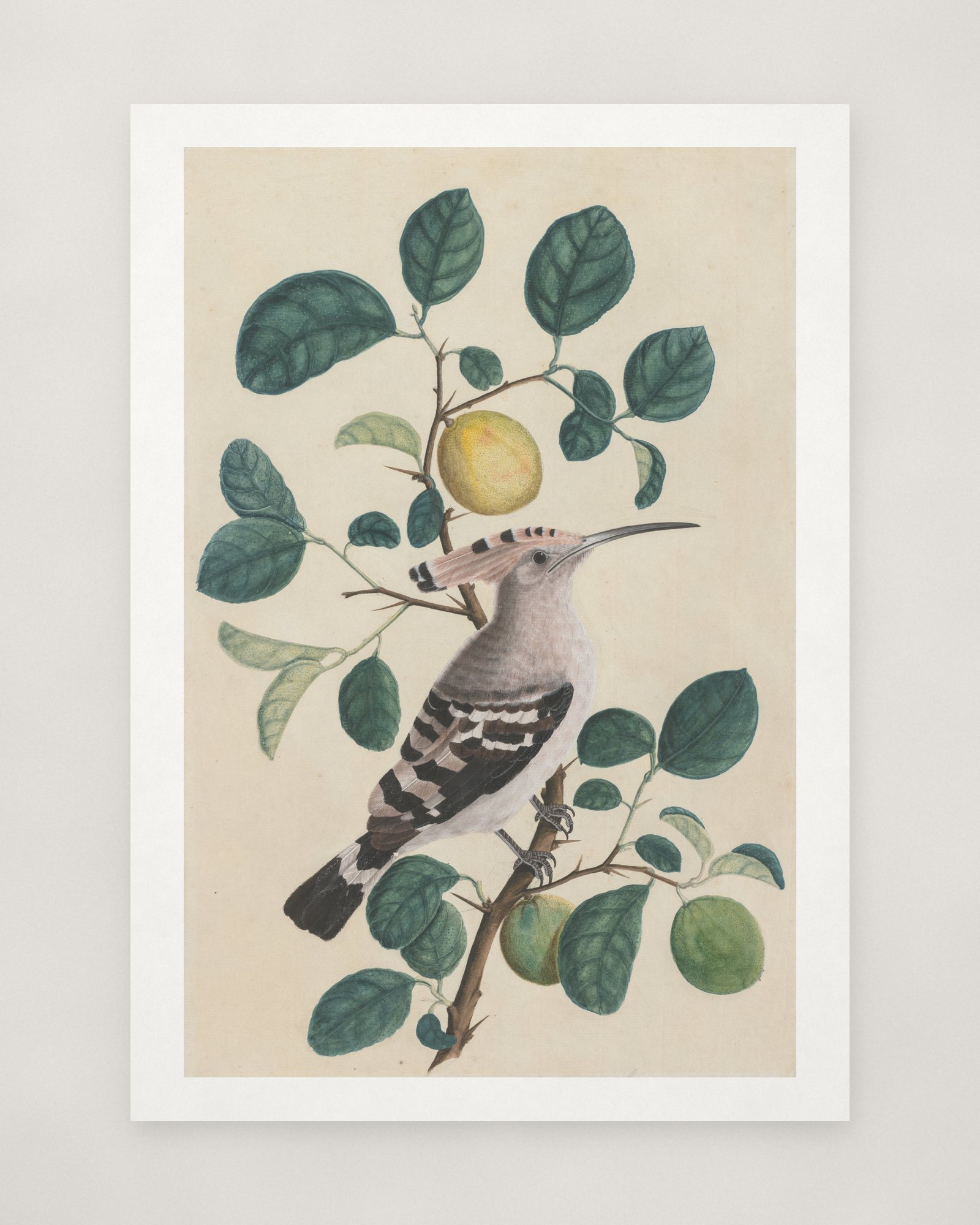 Hoopoe on a Citrus Tree Branch — 2