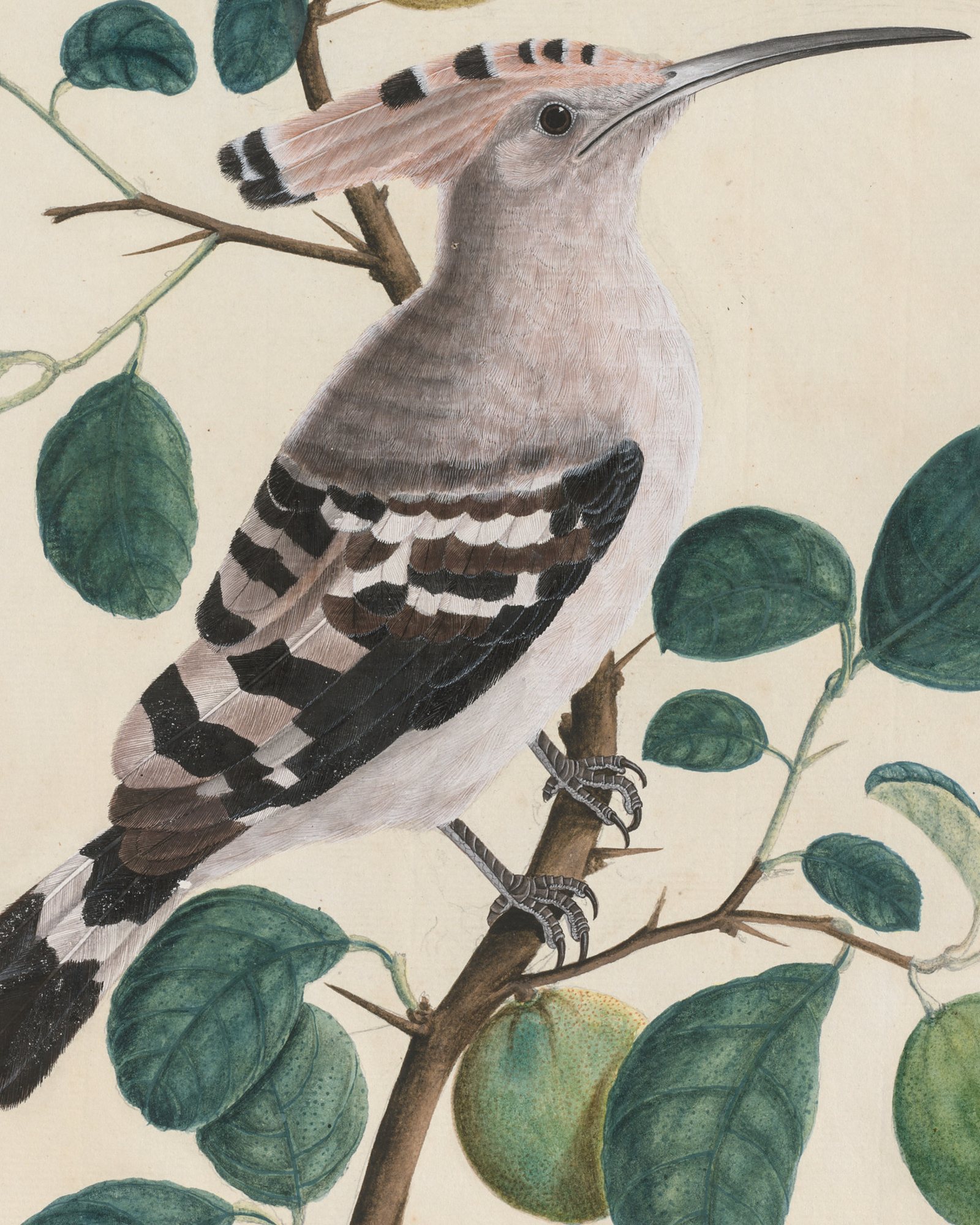 Hoopoe on a Citrus Tree Branch — 3