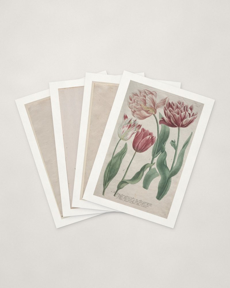 Tulip Cards — four cards fanned