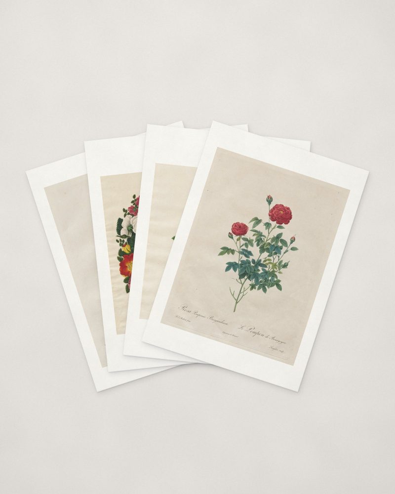 Rose Cards — four cards fanned