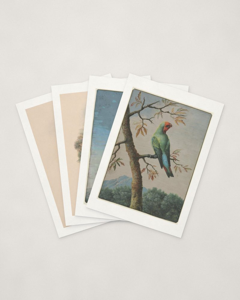 Natural History Bird Cards — four cards fanned