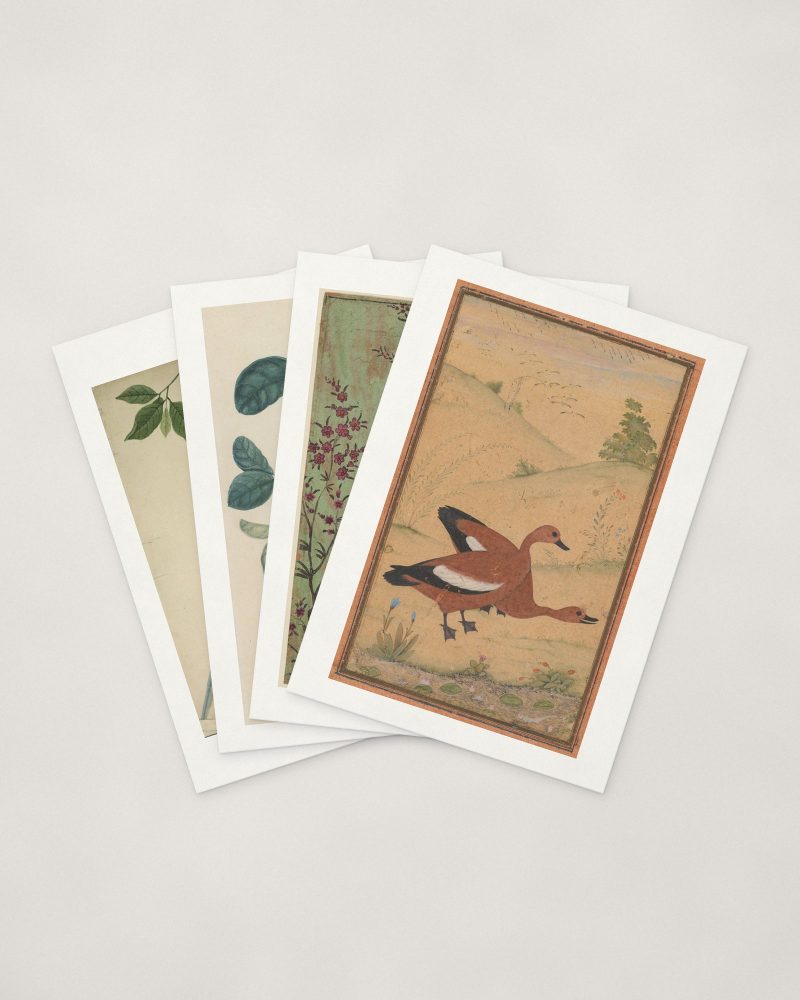 Indian Bird Cards — four cards fanned